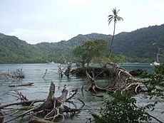 Sapzurro Beach driftwood (Colombia)