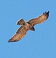 Short Toed Snake Eagle