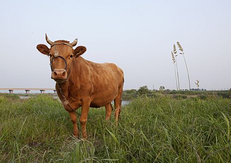 So (Korean cattle)