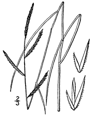 Spartina patens BB-1913.png