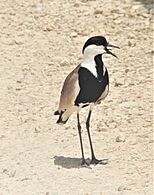 Spur-wingedPlover-withTongue