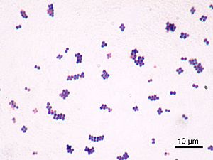 Staphylococcus aureus Gram