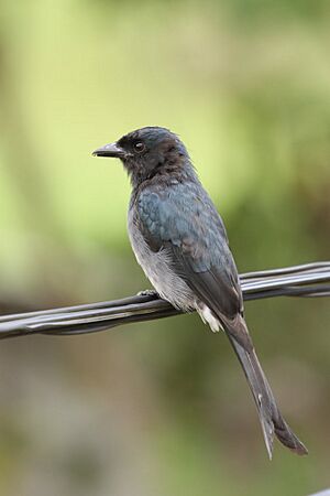 Thimindu White bellied Drongo 1