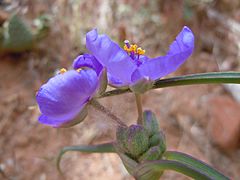 Tradescantia occidentalis (6253793219)