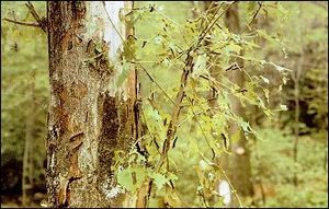 Tree damage gypsy larvae