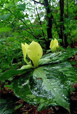 Trillium discolor