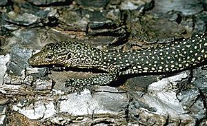 Varanus indicus 3