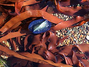 Velella velella & Palmaria palmata