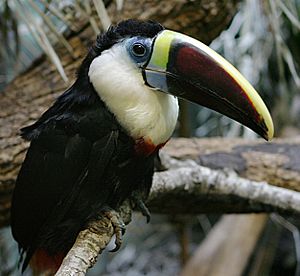 White-throated Toucan