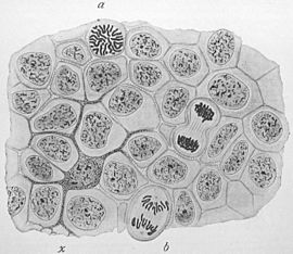 Wilson1900Fig1