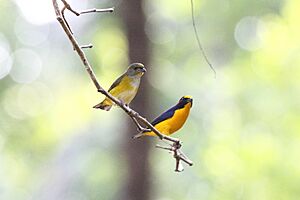 Yellow-throated Euphonia (Euphonia hirundinacea) (7223105884)