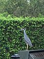 Yellow Crowned Night Heron standing