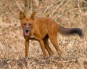 2010-kabini-dhole