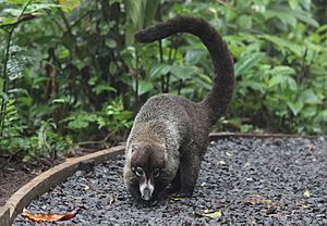 A White-nosed Coati.jpg