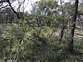 Acacia acuminata