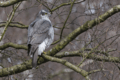 Accipiter gentilis, Hamburg, Germany