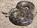 Anaconda Loreto Peru