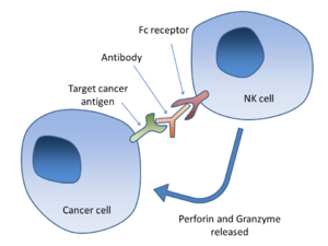 Antibody-dependent cell-mediated cytotoxicity