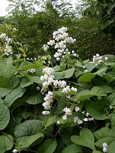 Antigonon leptopus- White flowers