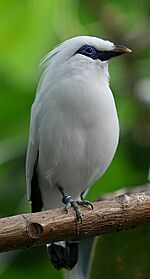 Bali Mynah