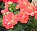 Begonia 1