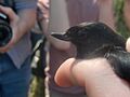 Black flowerpiercer