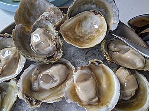 Bluff oysters on ice