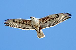 Buteo regalis -California -flying-8-4c