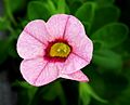 Calibrachoa hybrid 'Superbells Strawberry Punch'