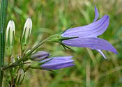 Campanula rapunculus W