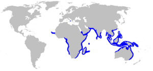 Carcharhinus amboinensis distmap.png