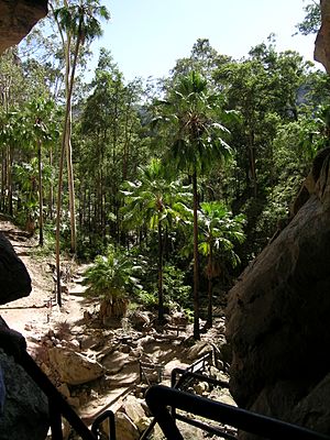 Carnarvon Fan Palms