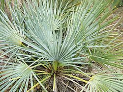 Chamaerops humilis argentea1