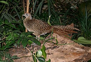 Chrysolophus amherstiae - Amherstfasan Henne - Lady Amherst Pheasant.jpg