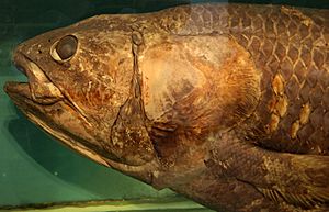 Coelacanth-PaleozoologicalMuseumOfChina-May23-08