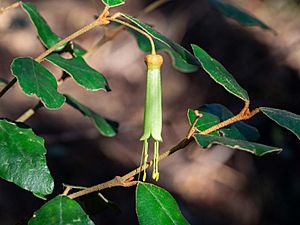 Correa lawrenceana latrobeana.jpg