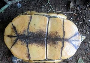 Cuora yunnanensis female plastron