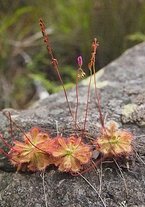 Drosera burmanni habit.jpg