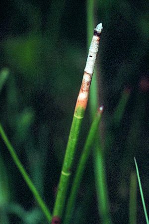 Eleocharis equisetoides NRCS-1.jpg