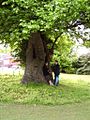 English Elm Preston Park Brighton