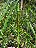 Equisetum palustre