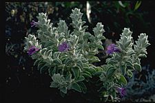 Eremophila warnesii habit