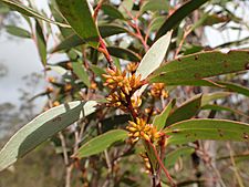 Eucalyptus moorei buds