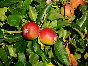 Galas (apples)