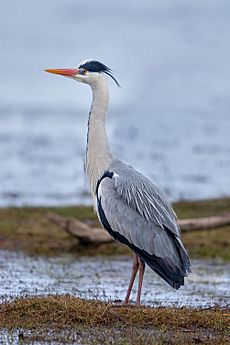 Graureiher Grey Heron