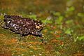 Grouse Locust (Potua sp.) (23289516379)