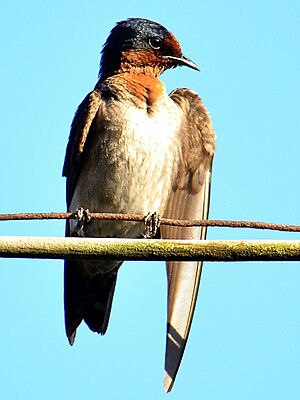 Hirundo tahitica javanica.JPG