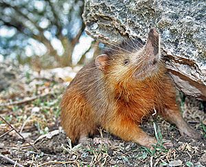 Hispaniolan Solenodon crop