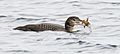 Immature loon with crayfish