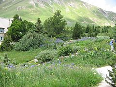 Jardin botanique alpin du Lautaret